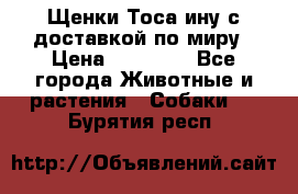 Щенки Тоса-ину с доставкой по миру › Цена ­ 68 000 - Все города Животные и растения » Собаки   . Бурятия респ.